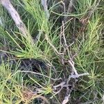 Campylanthus salsoloides Hoja