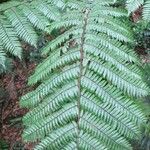 Cyathea arborea Leaf