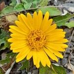 Paranephelius asperifolius Flower