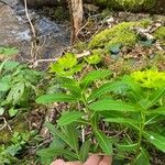 Euphorbia hyberna Pokrój