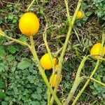 Solanum dimidiatum Fruit