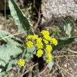 Lomatium triternatum Φύλλο