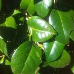 Camellia japonica Leaf