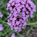 Verbena incompta फूल