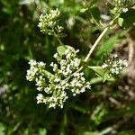 Stevia ovata Plante entière