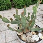 Opuntia aciculata Ліст