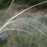 Stipa pennata Плід