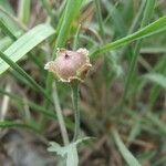 Convolvulus equitans Flower