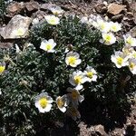 Ranunculus seguieri Flower