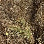 Glebionis coronaria Blad