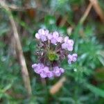 Thymus serpyllum Flower