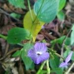 Browallia americana Virág