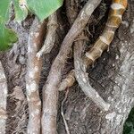 Epipremnum aureum Otro