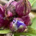 Tradescantia virginiana Fiore