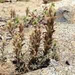 Castilleja nana Habit