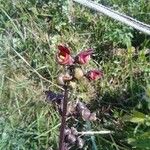 Scrophularia auriculata 花