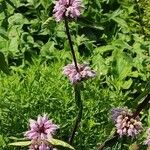 Phlomoides maximowiczii