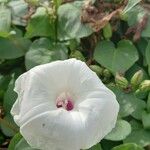 Ipomoea pandurata Flor