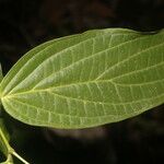 Piper xanthostachyum Leaf