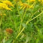 Inula britannica Levél