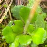 Saxifraga cuneifolia Лист