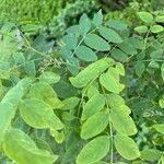 Robinia pseudoacaciaLehti