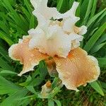 Iris barbatula Flor