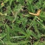 Achillea setacea Folha