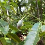 Elaeocarpus castaneifolius Hábito