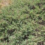 Indigofera schimperi 整株植物