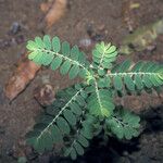 Phyllanthus amarus ᱥᱟᱠᱟᱢ