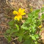 Viguiera dentata 花
