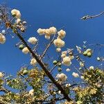 Ceiba insignis Vrucht