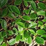 Salix pyrenaica ഇല