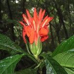 Aphelandra tridentata Leaf