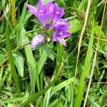 Campanula glomerata花