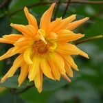 Dahlia × cultorum Floro