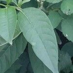 Phytolacca esculenta Hoja