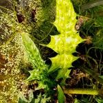 Acanthus montanus Leaf