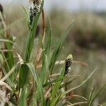 Carex bigelowii Fruit