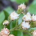 Ageratina adenophora Λουλούδι