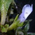 Mazus pumilus Flower