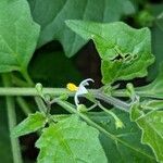 Solanum nigrumBloem