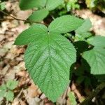 Rubus foliosus Blatt