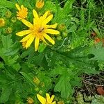 Senecio squalidus പുഷ്പം