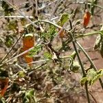 Kedrostis leloja Fruit