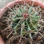 Ferocactus emoryi Fulla