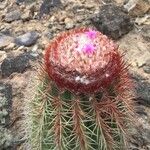 Melocactus intortus Квітка