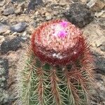 Melocactus intortus Kvet