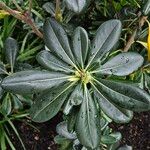 Pittosporum heterophyllum Blatt